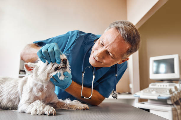 Best Weekend Emergency Dental Services in Martinsburg, WV